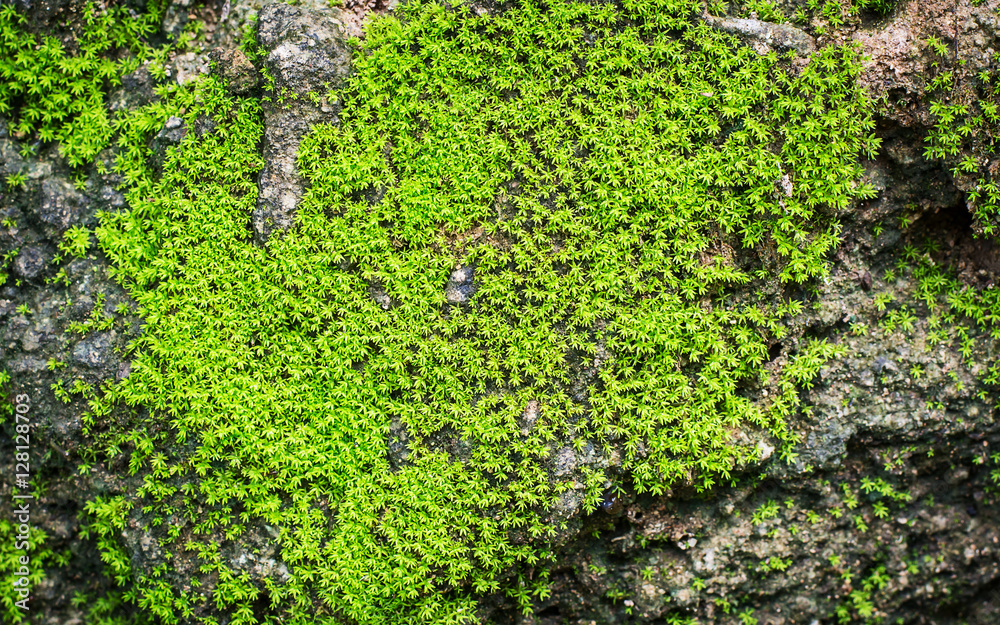 The small green moss on the rock