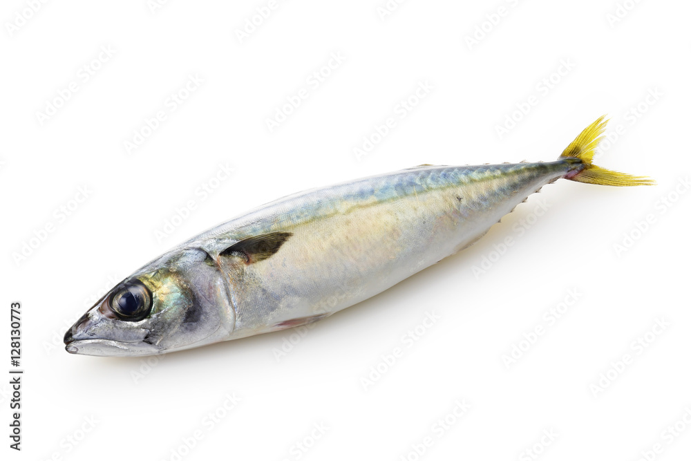 鯖 Mackerel 鯖 Mackerel