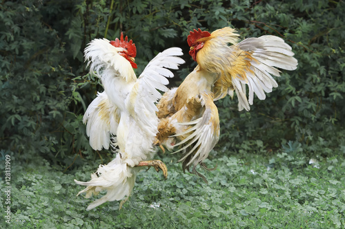 two full of cock fight spread its wings and fluffed feathers on green grass on the farm