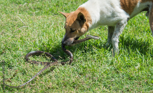 dog fighting with  snakes