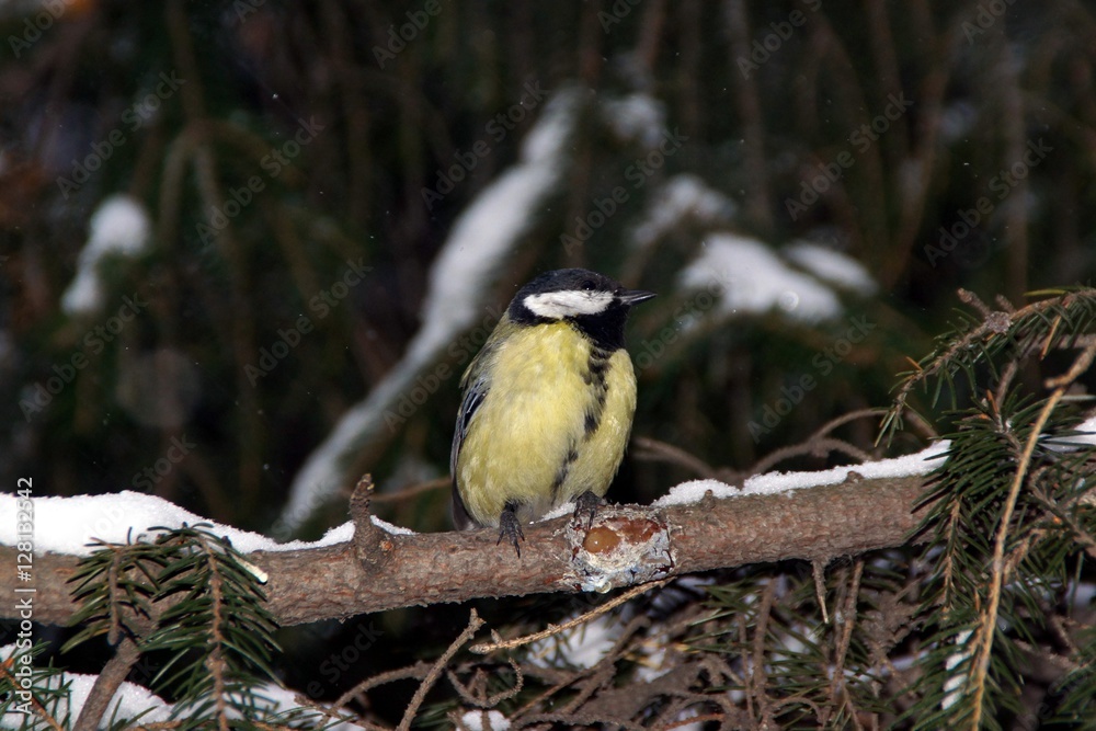 Obraz premium Tits on a winter evening 