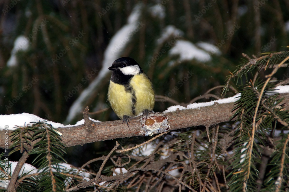 Obraz premium Tits on a winter evening