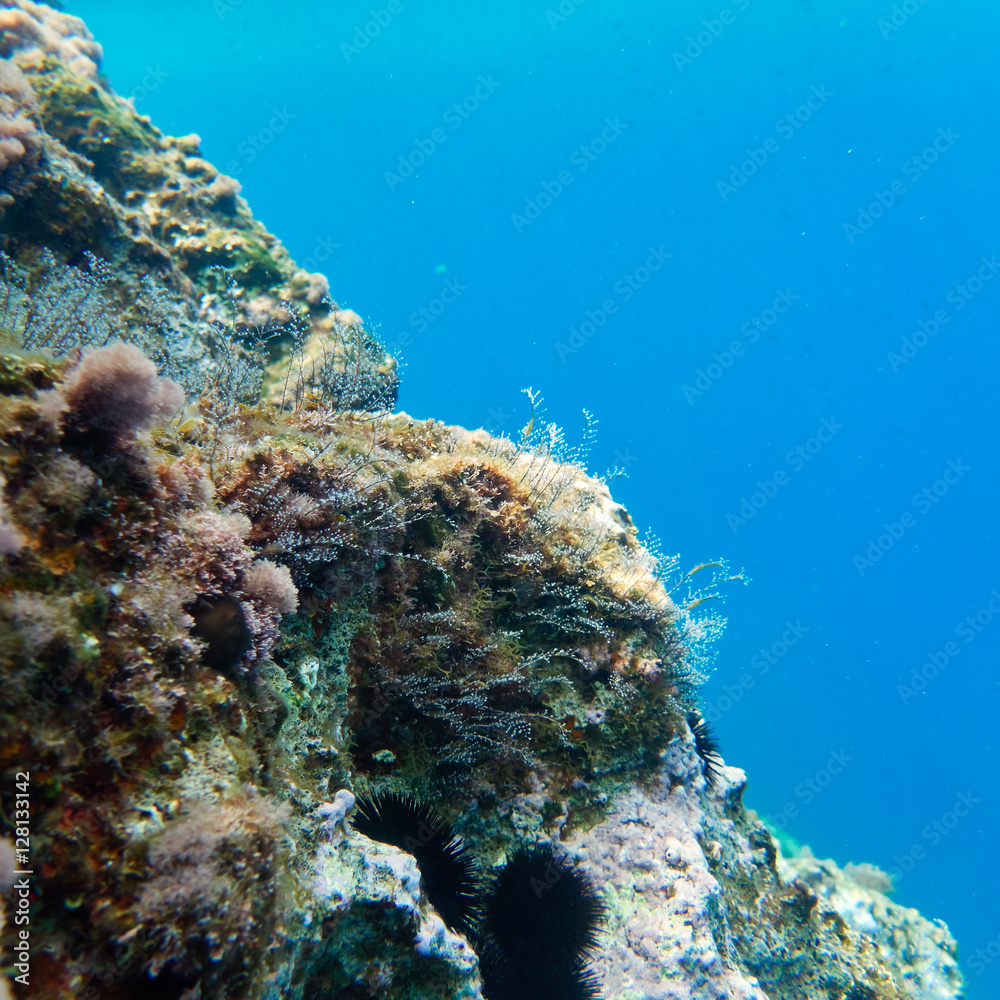 Fototapeta premium colorful reef and blue-green sea, underwater scene