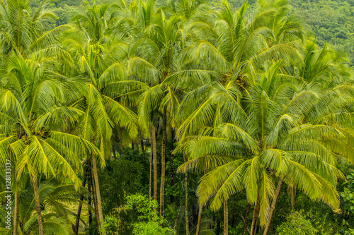 Coconut Trees, India