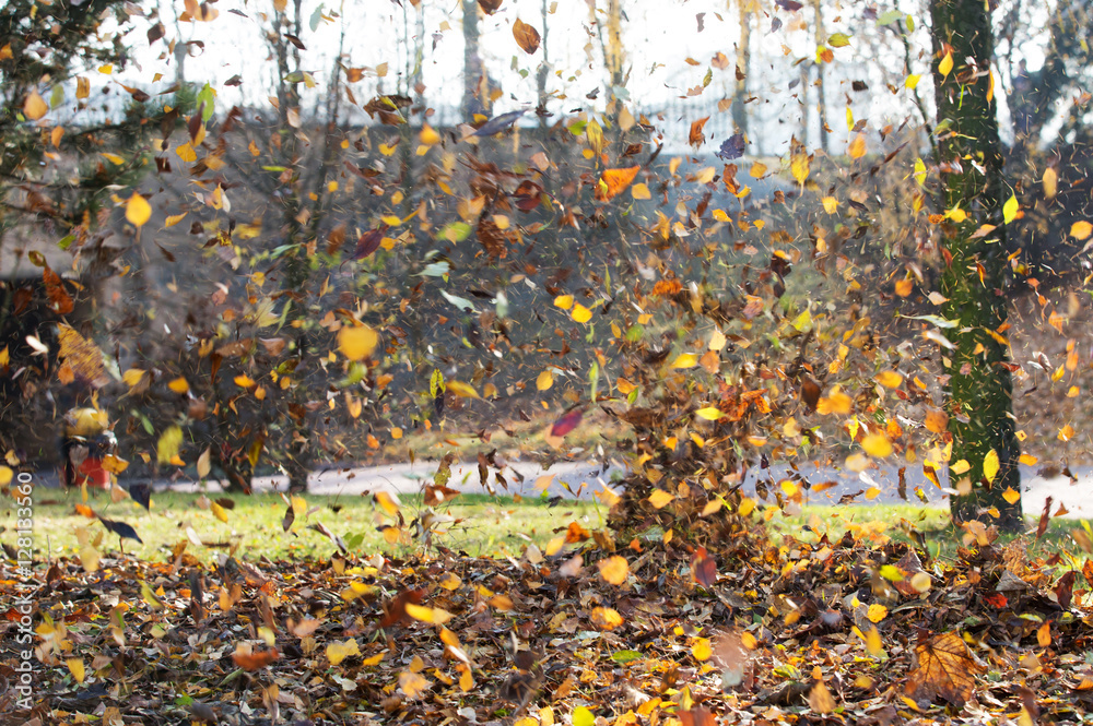 Falling leaves, Wind Blows Away the Autumn Leaves