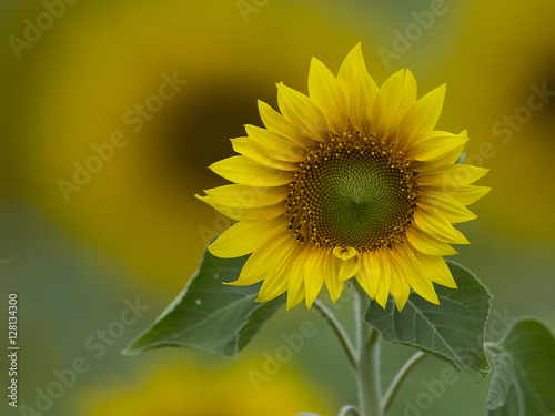 zonnebloem photo