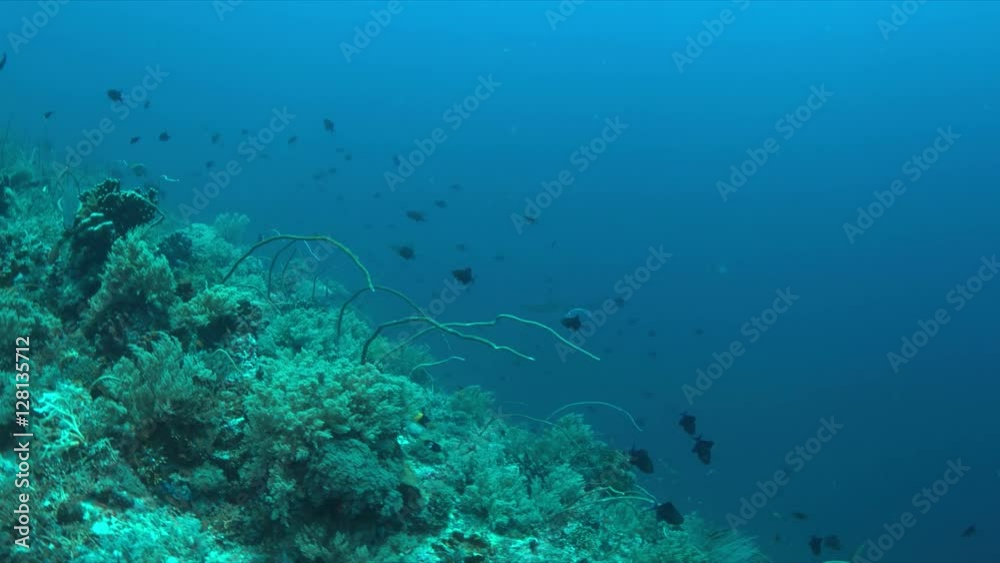 Two Manta rays swimming on a coral reef. 4k footage Two Manta rays swimming on a coral reef. 4k footage