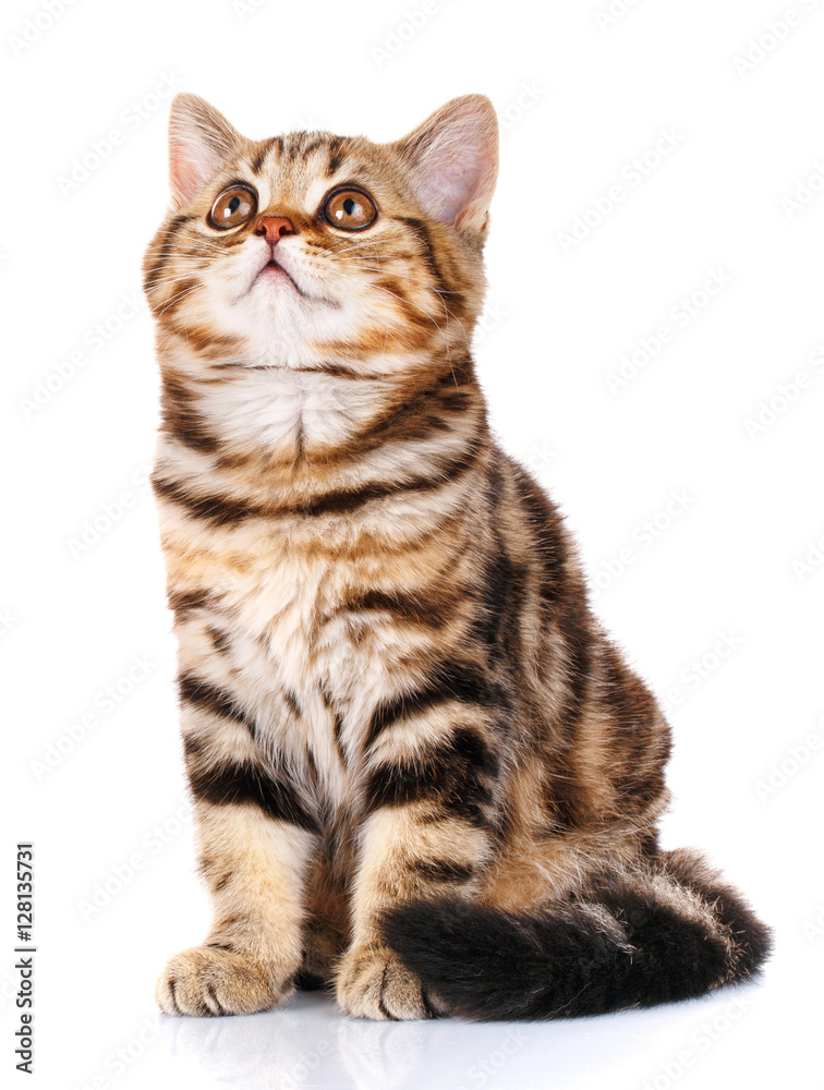 Obraz premium cat Scottish Straight sitting isolated on white