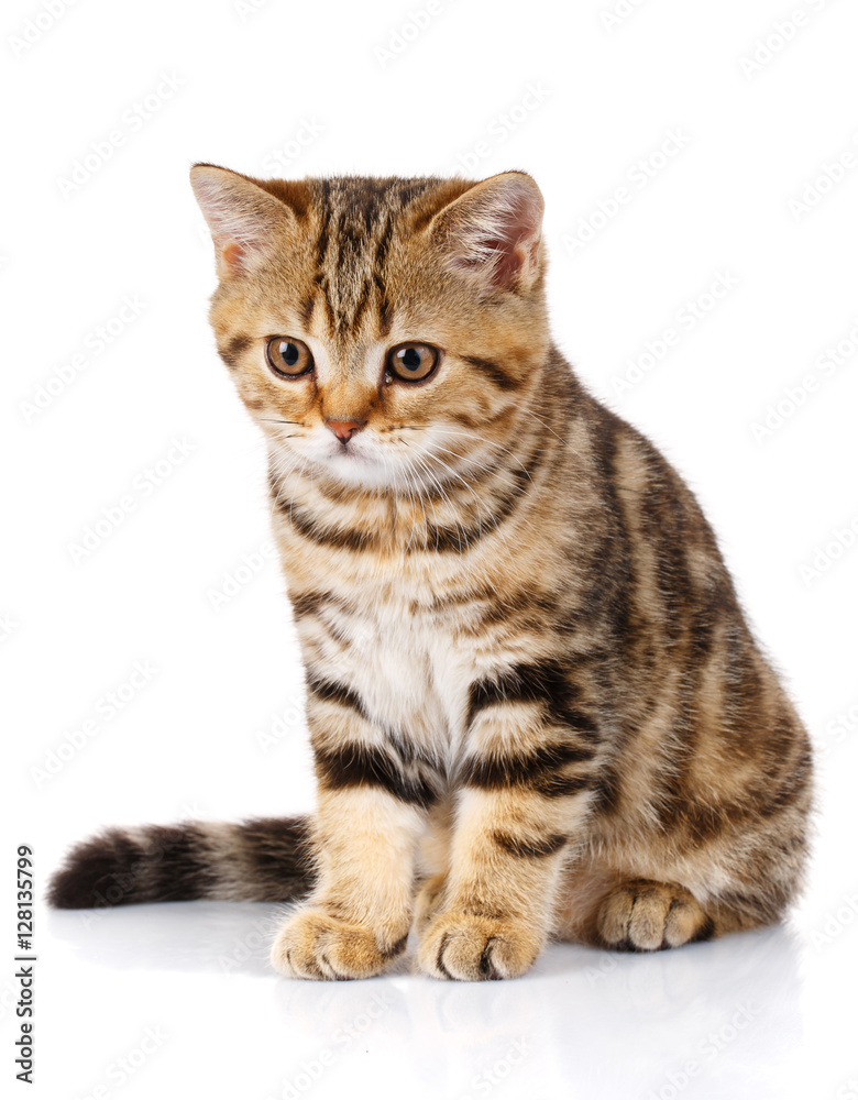 cat with yellow eyes Scottish straight on white background cat with yellow eyes Scottish straight on white background