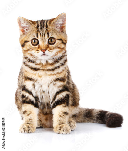 Scottish Straight kitten sitting on white background