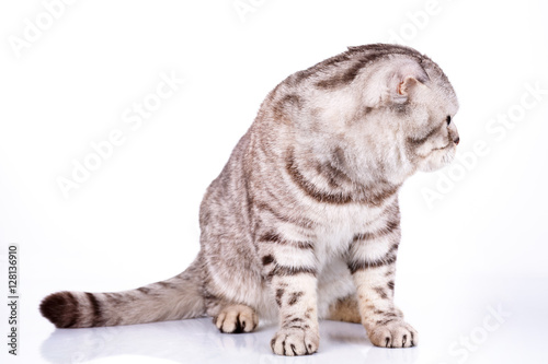 Scottish fold cat bicolor stripes on white background