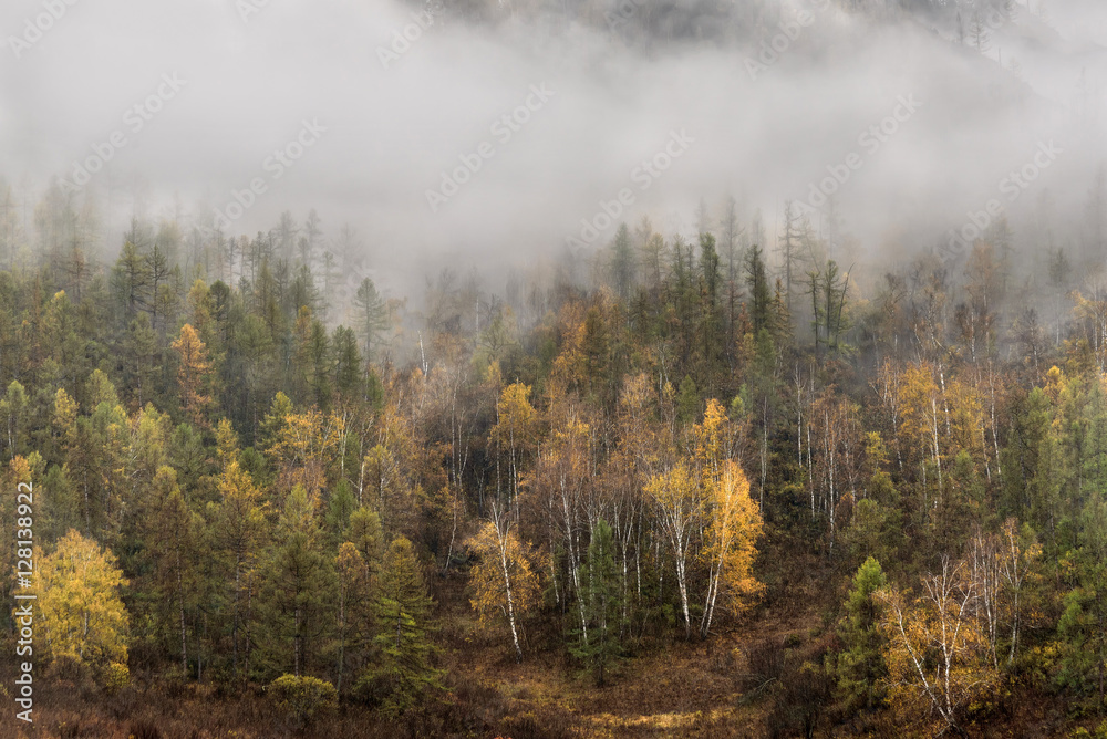 mountains forest fog cloudy mountains forest fog cloudy