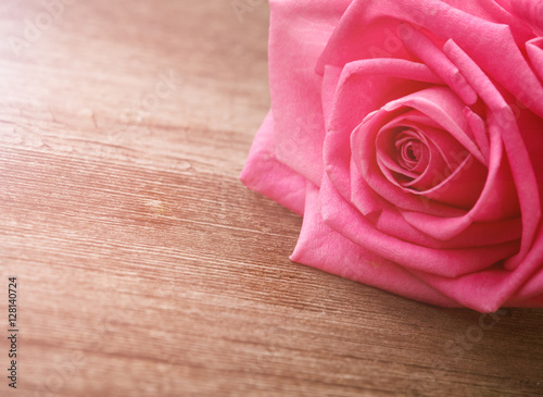 pink rose head on the wooden background