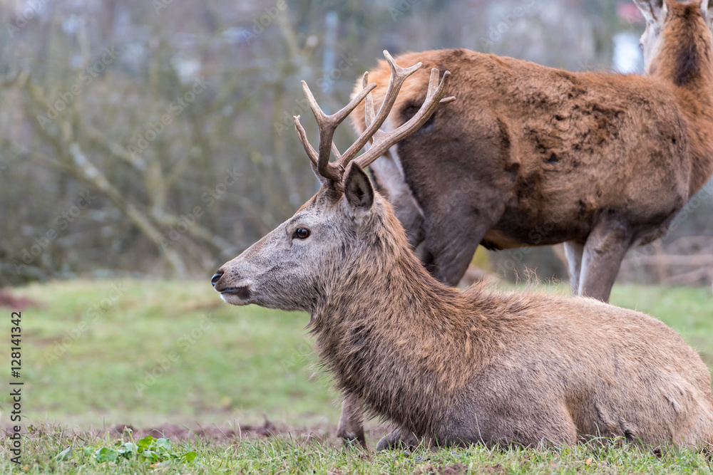 Fototapeta premium Wild im Wald