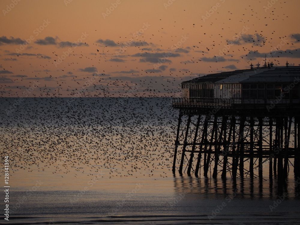 Fototapeta premium Starlings