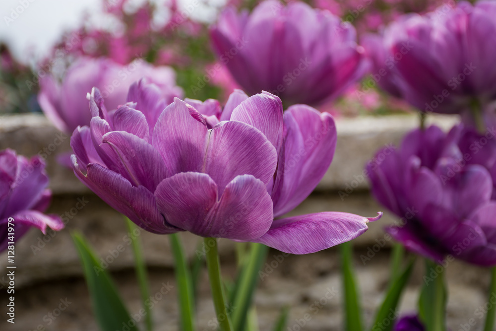 Purple tulip, Botanical Gardens of Balchik, Bulgaria Purple tulip, Botanical Gardens of Balchik, Bulgaria