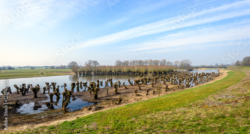 Polder landscape with recently pruned willow trees in the water
