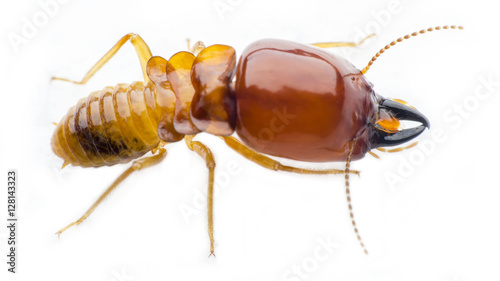 termite