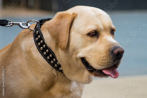 Obraz na płótnie Perro labrador
