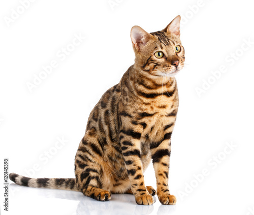 portrait of a purebred bengal cat on