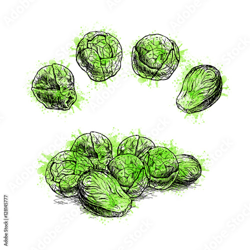 Hand drawn set of brussels sprouts. Vector sketch