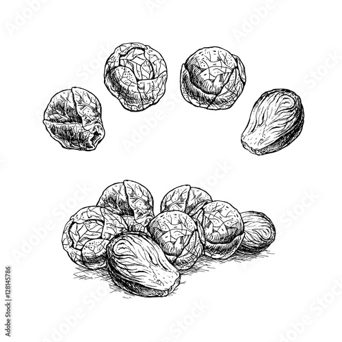 Hand drawn set of brussels sprouts. Vector sketch