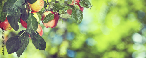 Image of sweet apples on the tree,