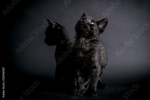 Two stray black kittens waiting to be adopted