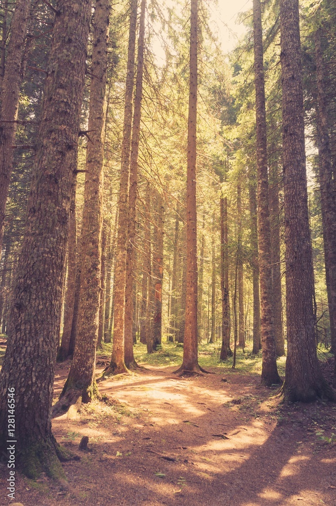 Obraz premium Pine forest in sunlight. Retro style