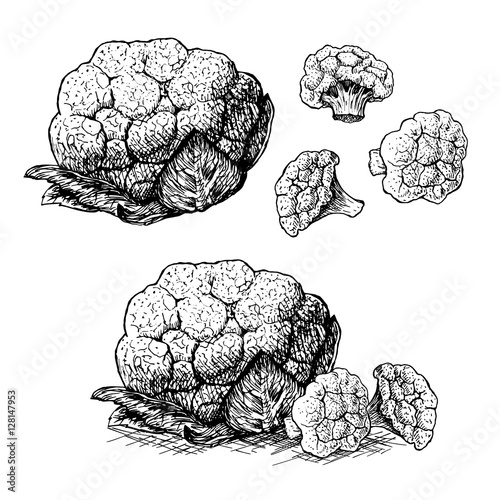 Hand drawn set of cauliflower. Vector sketch