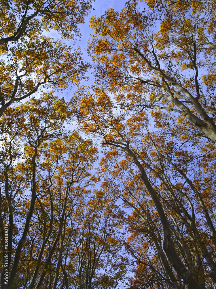 Fototapeta premium arboles en el otoño con la caida de la hoja caduca