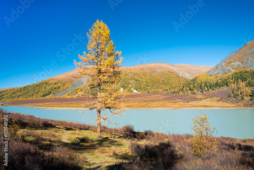 Yellow larch day in Altai