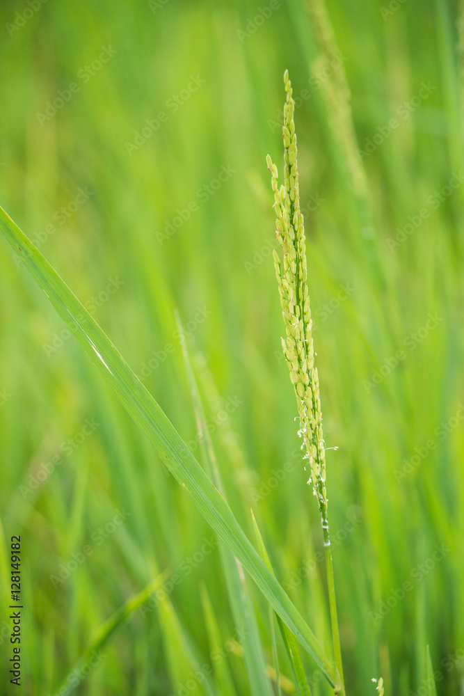 Rice is the staple food of Thai people Rice is the staple food of Thai people