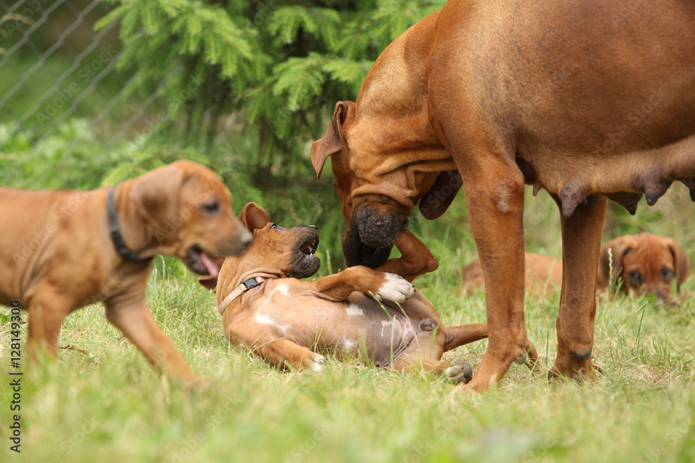 Rhodesian ridgeback with puppies in the garden