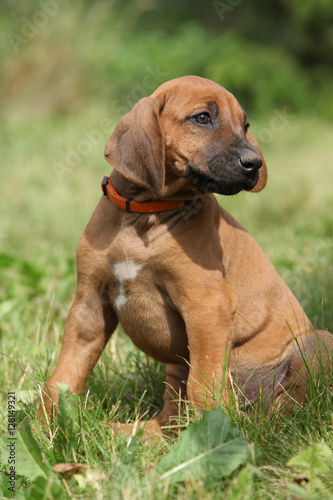 Amazing puppy of rhodesian ridgeback in the garden