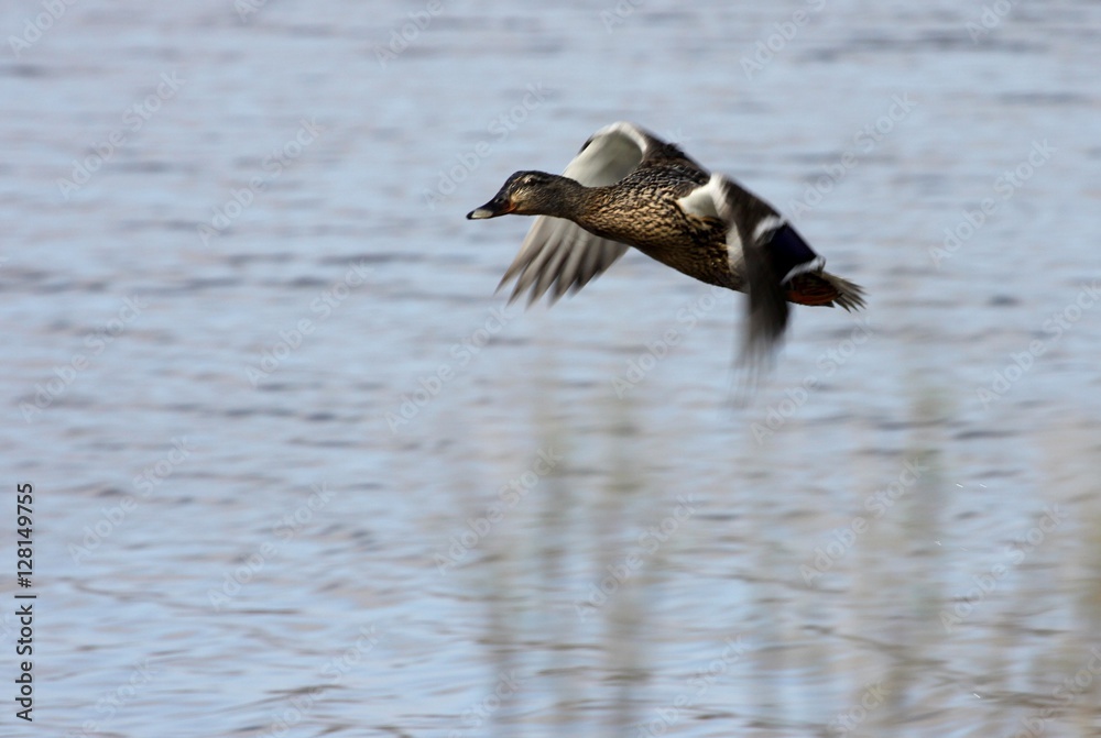 canard col vert volant au dessus d'un étang.
Anas platyrhynchos canard col vert volant au dessus d'un étang.
Anas platyrhynchos