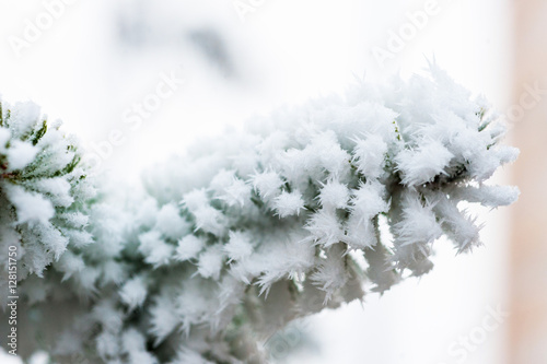 Spruce branch with frost.