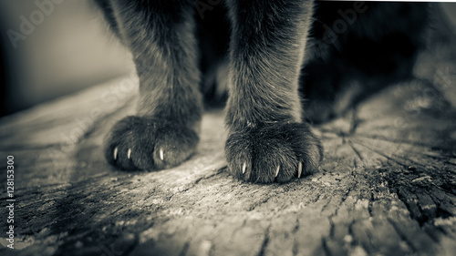 Pfoten der Katze