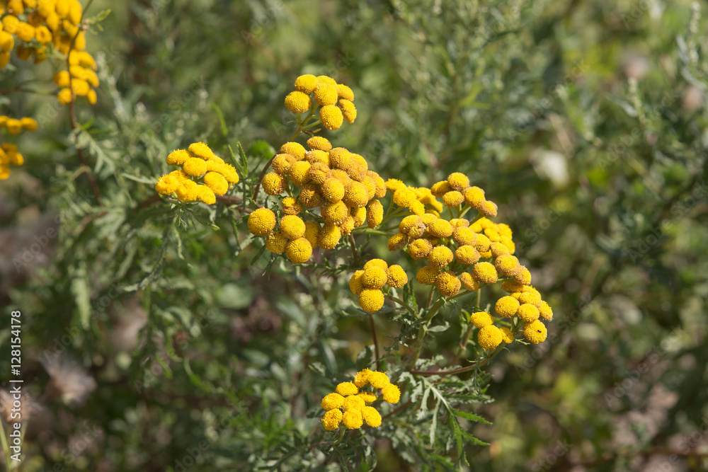flowering tansy in summer flowering tansy in summer