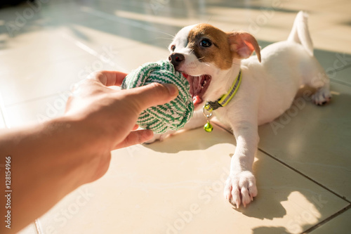 Photo dog baby Jack russell terrier playing ball, Jack russell terrier