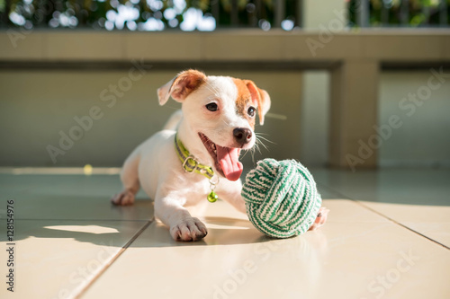 dog baby Jack russell terrier playing ball, Jack russell terrier