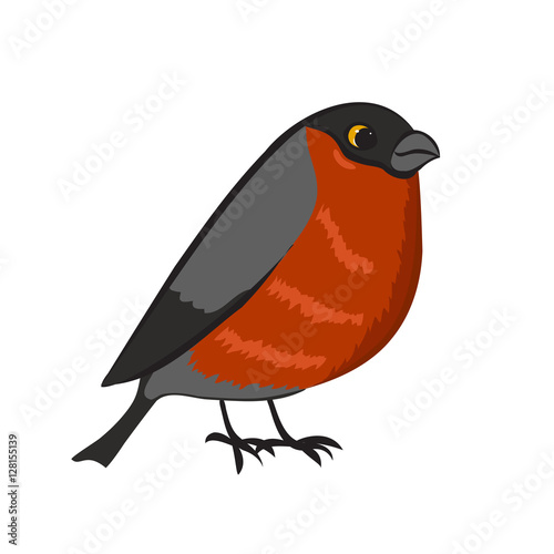 Bullfinch. Cute cartoon bird isolated on white background. Vector illustration.