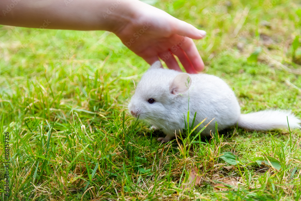 Little chinchilla walking on green grass