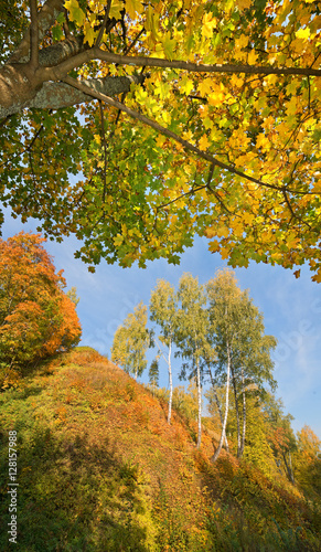 Fototapeta Naklejka Na Ścianę i Meble -  Trees in autumn dress on high hills.