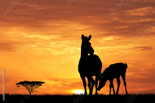 zebras at sunset