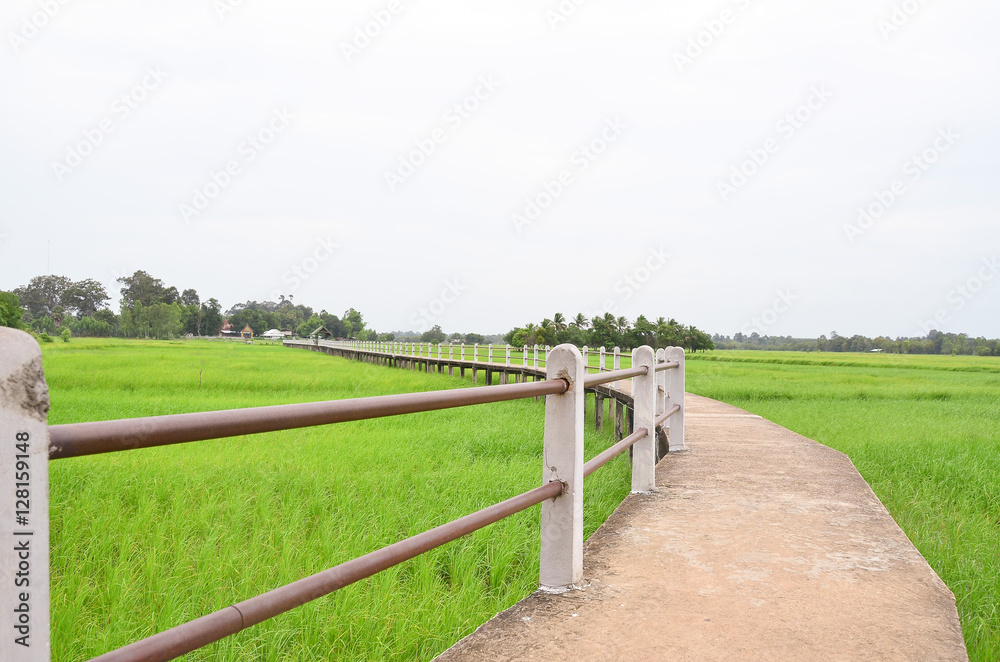  green rice field with concrete bridge.
