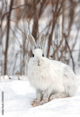 Snowshoe hare or Varying hare (Lepus americanus) standing in the snow in winter in Canada