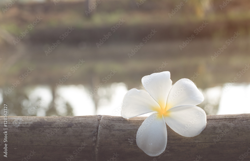 Frangipani flower on bamboo in the morning Frangipani flower on bamboo in the morning
