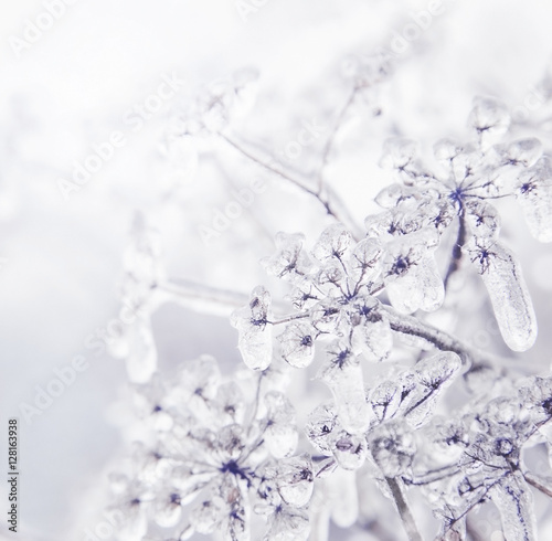 Some frozen beautiful aise-weed plants covered with icicles. Winter background. Free space for text. Selective focus. Shallow depth of field. Toned.