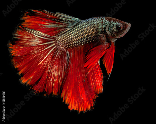 The Siamese fighting fish the freshwater fish who have amazing colourful on body,fin and long tail